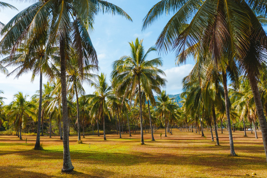 651742-2019 Content Images - Tropical North Queensland